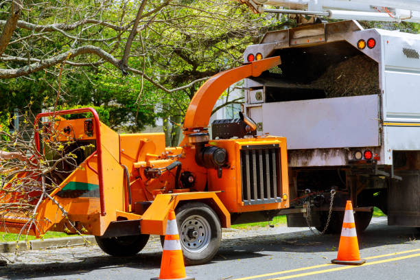 Best Commercial Tree Services  in Brandon, FL